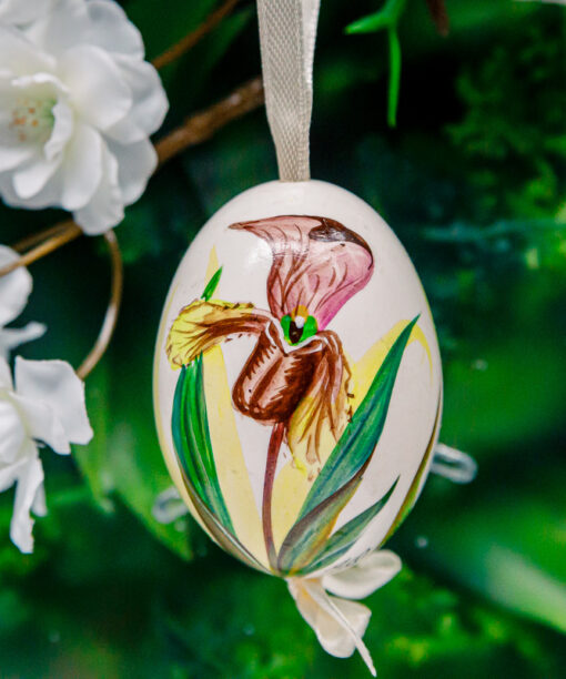 Duck's eggshell - orchid 1k0a7279