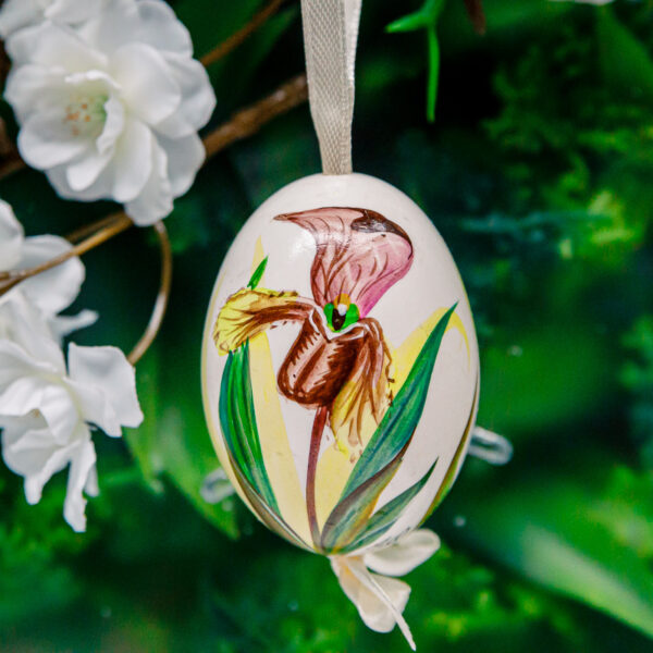 Duck's eggshell - orchid 1k0a7279