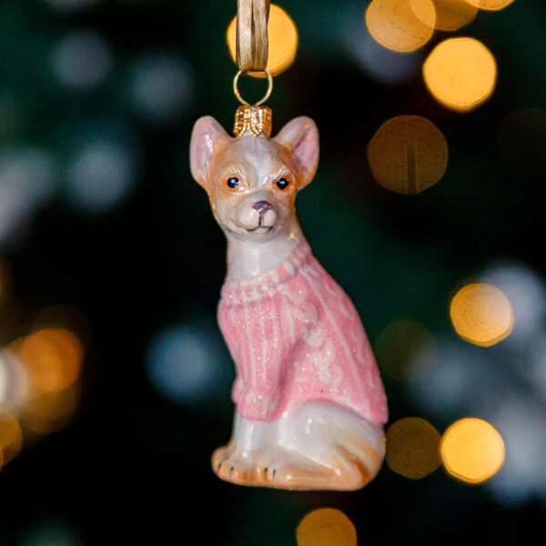 Chihuahua in a pink sweater 1k0a7330