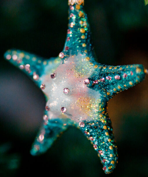 Starfish  1k0a7363