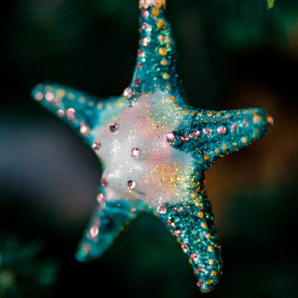 Starfish 1k0a7363