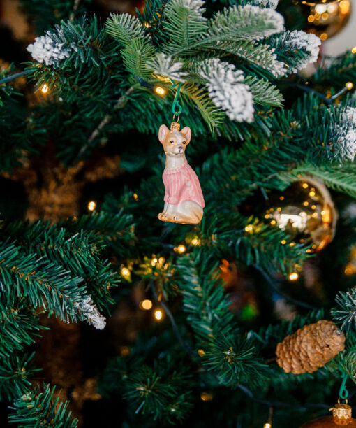 Chihuahua in a pink sweater  1k0a7395