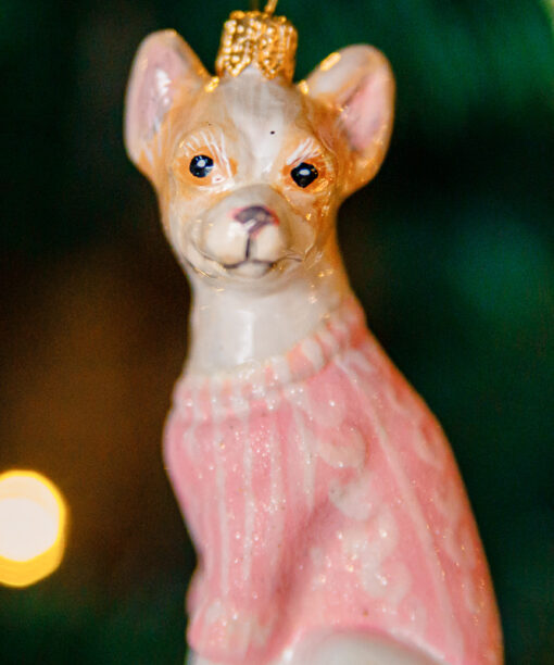 Chihuahua in a pink sweater  1k0a7396