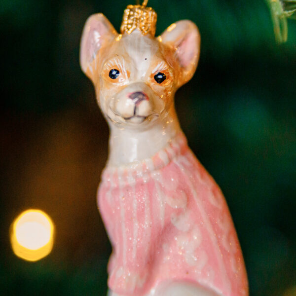 Chihuahua in a pink sweater 1k0a7396