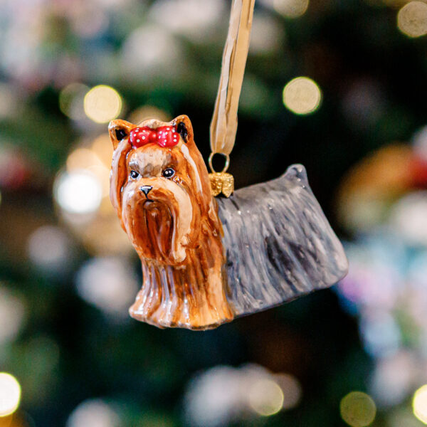 Psy Komozja - Yorkshire terrier 1k0a8460