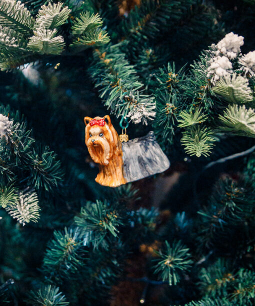 Dogs Komozja - Yorkshire terrier  1k0a8480