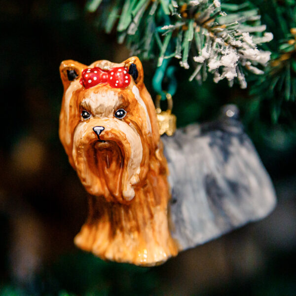 Komozja - Psy - Yorkshire terrier 1k0a8482