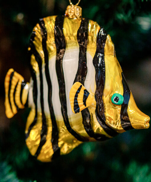 Tiger fish 1k0a9812