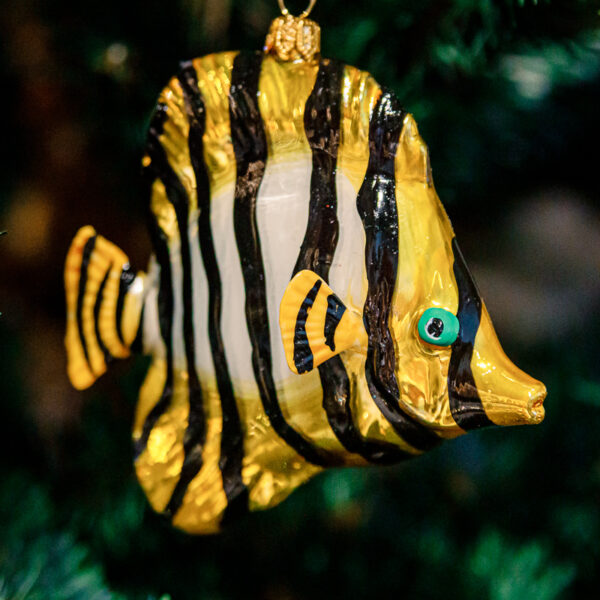 Tiger fish 1k0a9812