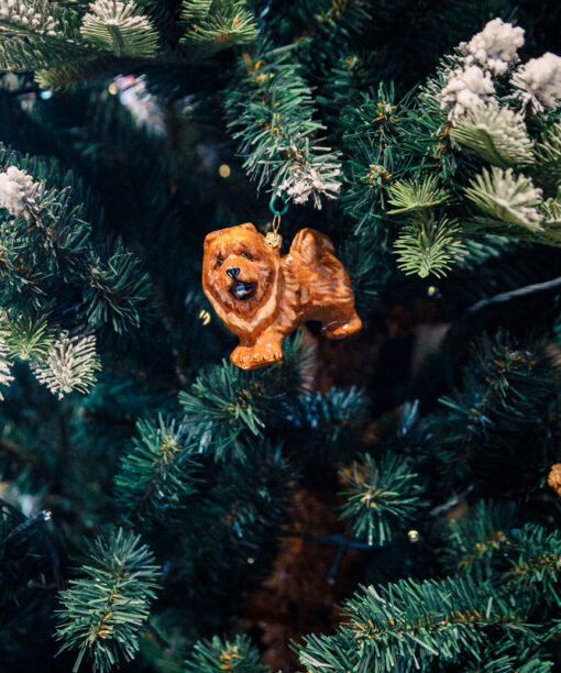 Brown chow-chow  1k0a8485