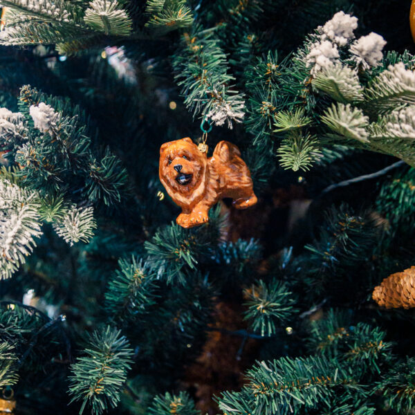 Komozja - Psy - Chow - Chow 1k0a8485