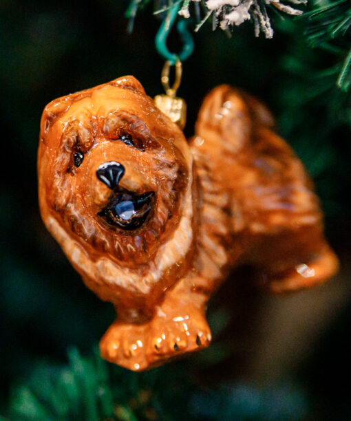 Brown chow-chow  1k0a8486