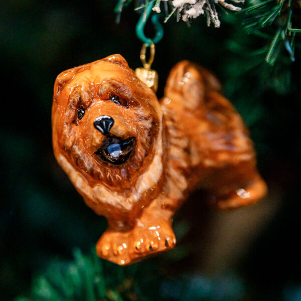 Komozja - Psy - Chow - Chow 1k0a8486