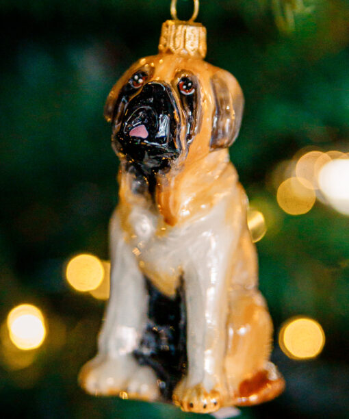 Dogs Komozja - Saint Bernard  1k0a6877