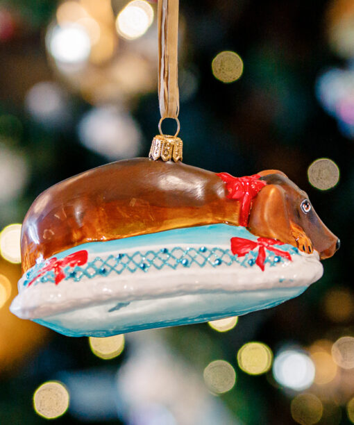 Dachshund on a turquoise pillow  1k0a8456