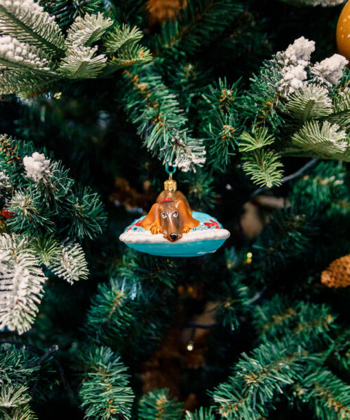 Dachshund on a turquoise pillow  1k0a8477