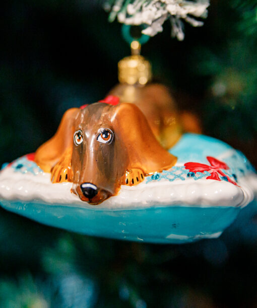 Dachshund on a turquoise pillow  1k0a8478