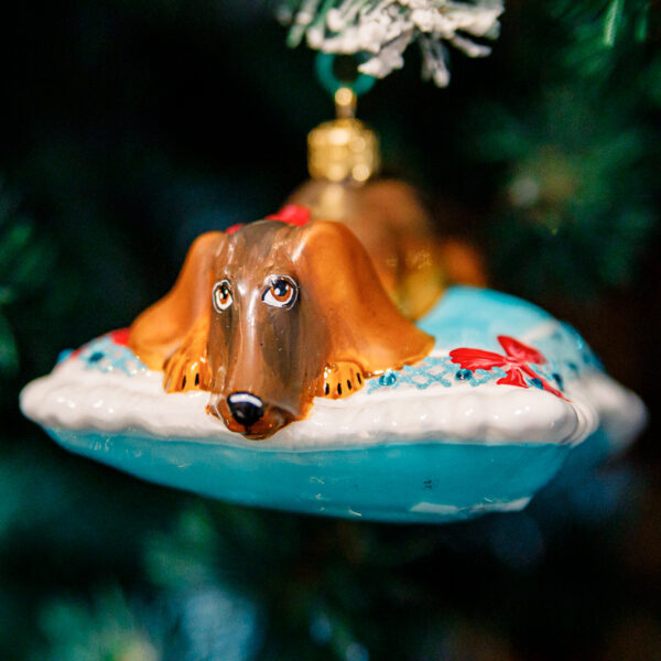 Dachshund on a turquoise pillow 1k0a8478