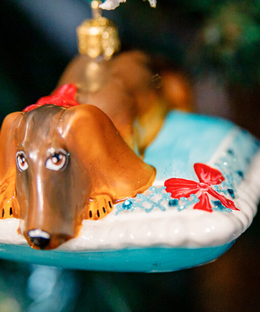 Dachshund on a turquoise pillow  1k0a8479