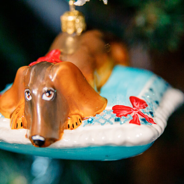 Dachshund on a turquoise pillow 1k0a8479