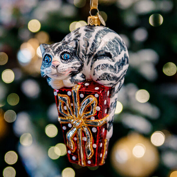 Grey cat on a gift 1k0a7818