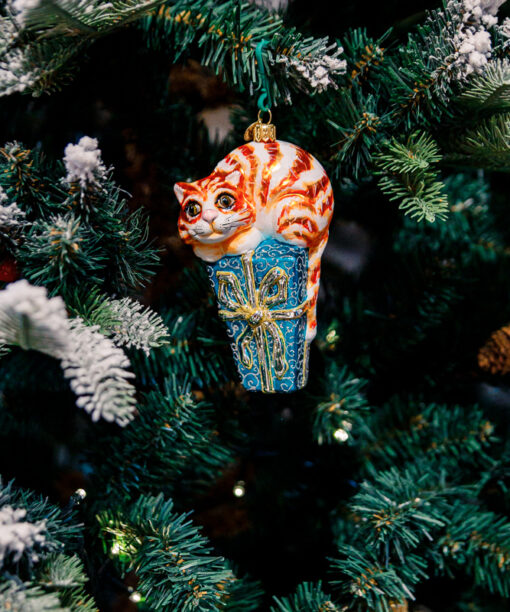 Ginger cat on a gift  1k0a7823