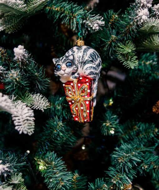 Grey cat on a gift  1k0a7828