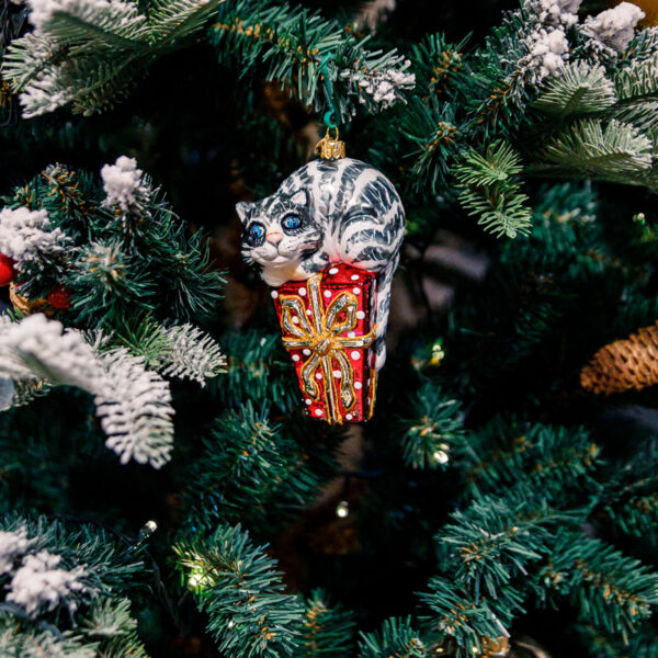 Grey cat on a gift 1k0a7828
