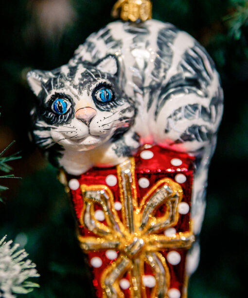 Grey cat on a gift  1k0a7829