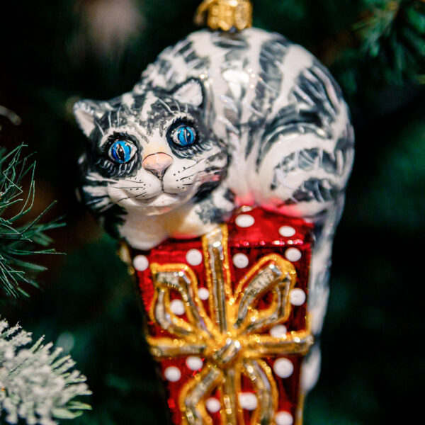 Grey cat on a gift 1k0a7829