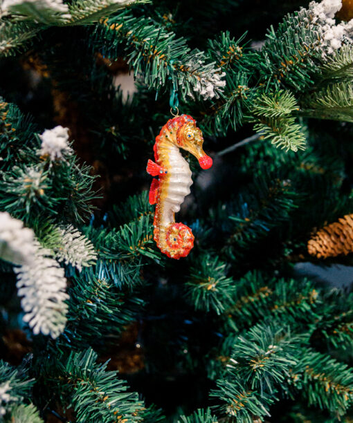 Pink sea horse  1k0a8223