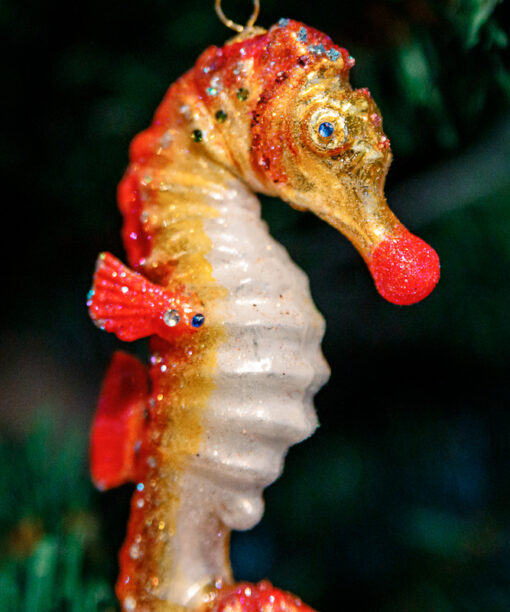 Pink sea horse  1k0a8224