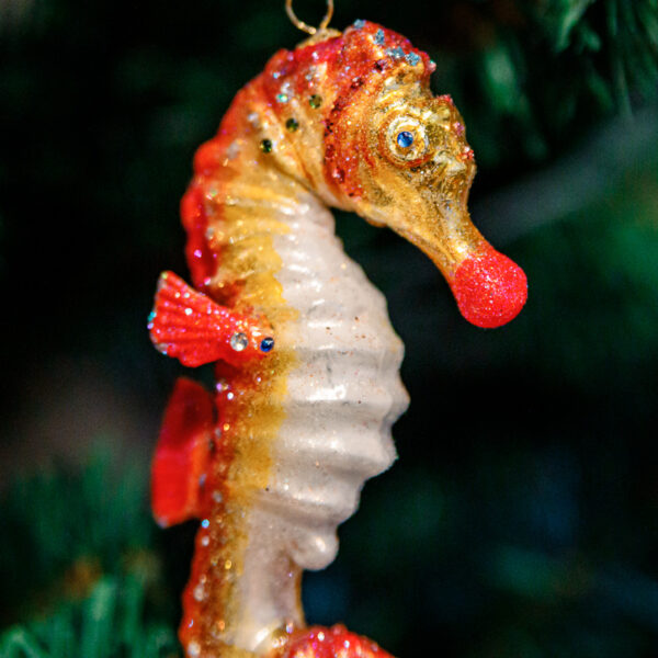 Pink sea horse 1k0a8224