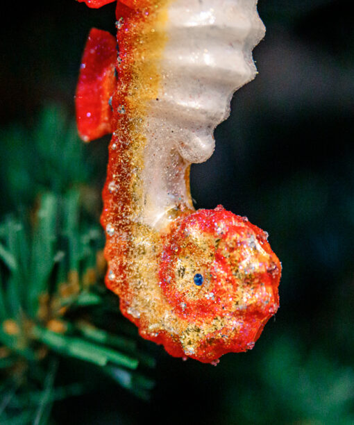 Pink sea horse 1k0a8225