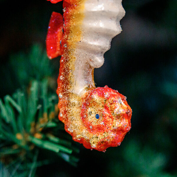 Pink sea horse 1k0a8225