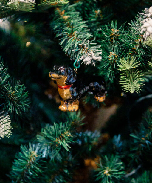 Black dachshund with a red collar  1k0a8483