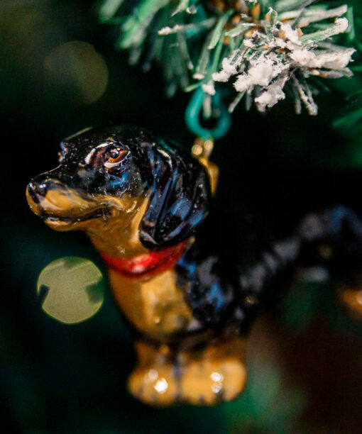 Black dachshund with a red collar  1k0a8484