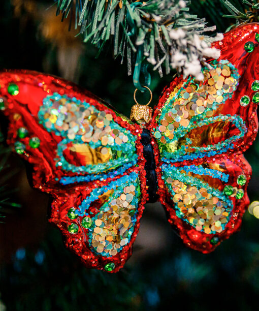 A colorful butterfly  1k0a9033