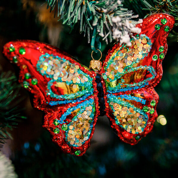 A colorful butterfly 1k0a9033
