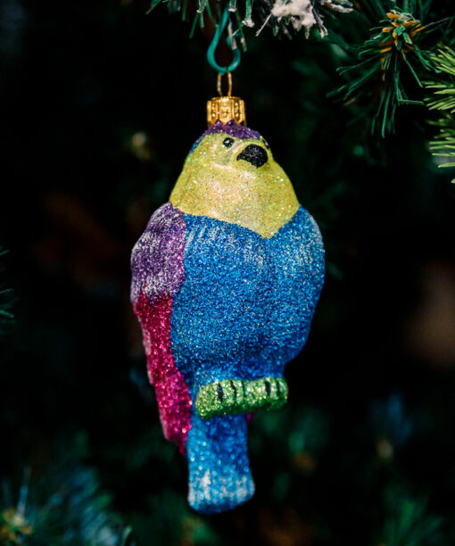 Glitter bullfinch 1k0a9808