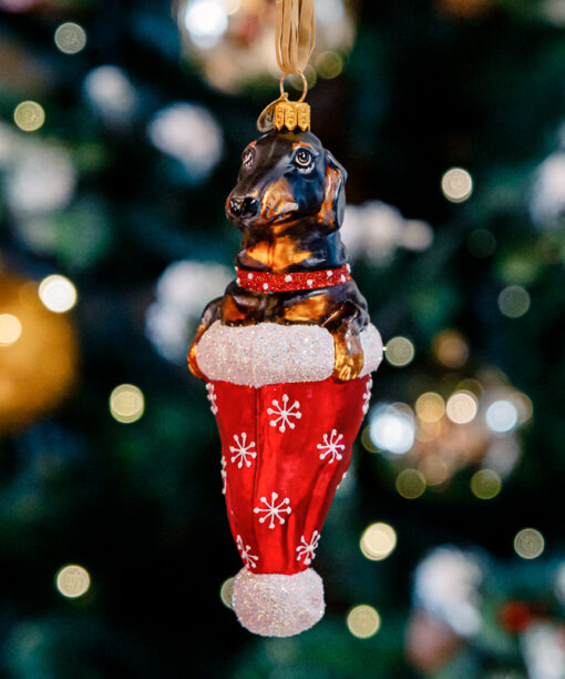 Black dachshund in a Santa's hat  19 08 18