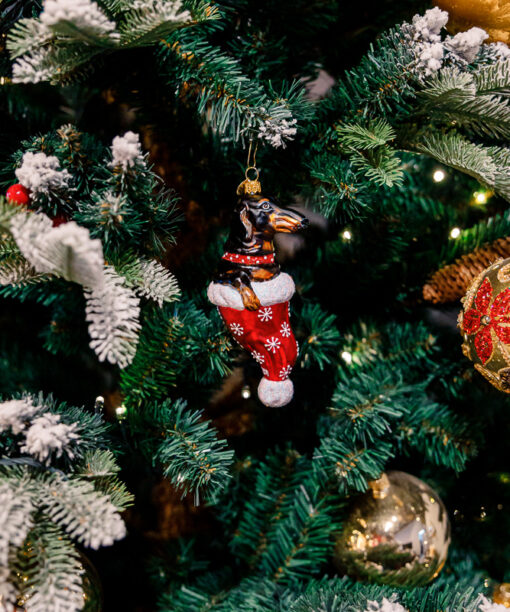 Black dachshund in a Santa's hat  19 08 34