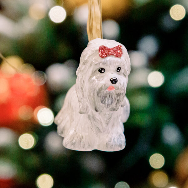 White Yorkshire terrier 1k0a3644