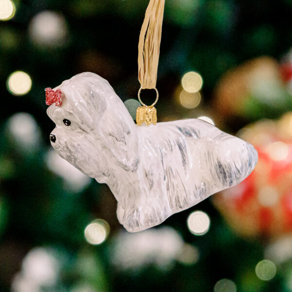 White Yorkshire terrier 1k0a3645