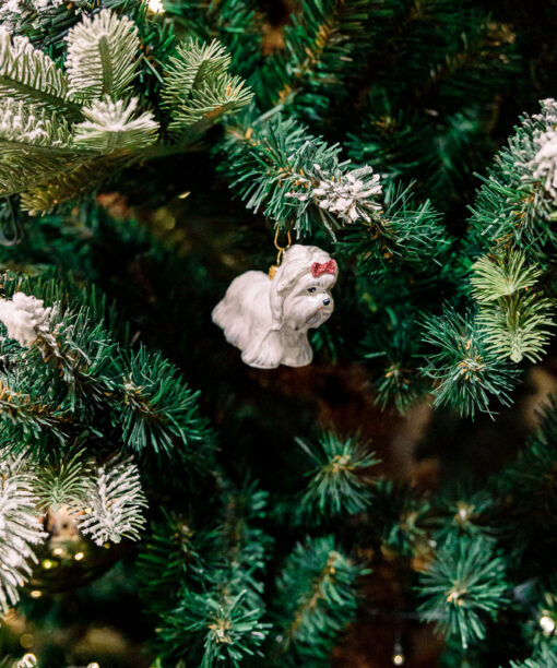 White Yorkshire terrier  1k0a3731