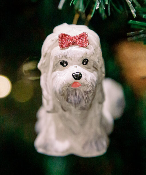 White Yorkshire terrier  1k0a3732