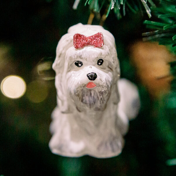 White Yorkshire terrier 1k0a3732