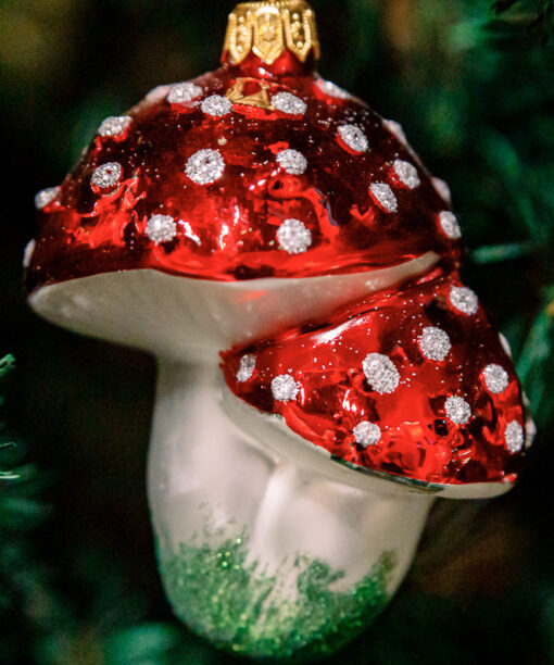 Two toadstools 1k0a3744