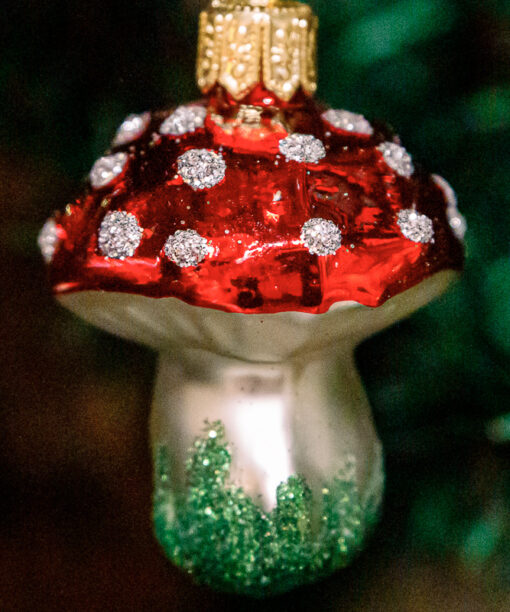 Medium toadstool  1k0a3746