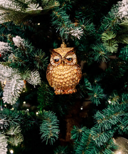 Wise owl golden  1k0a6051